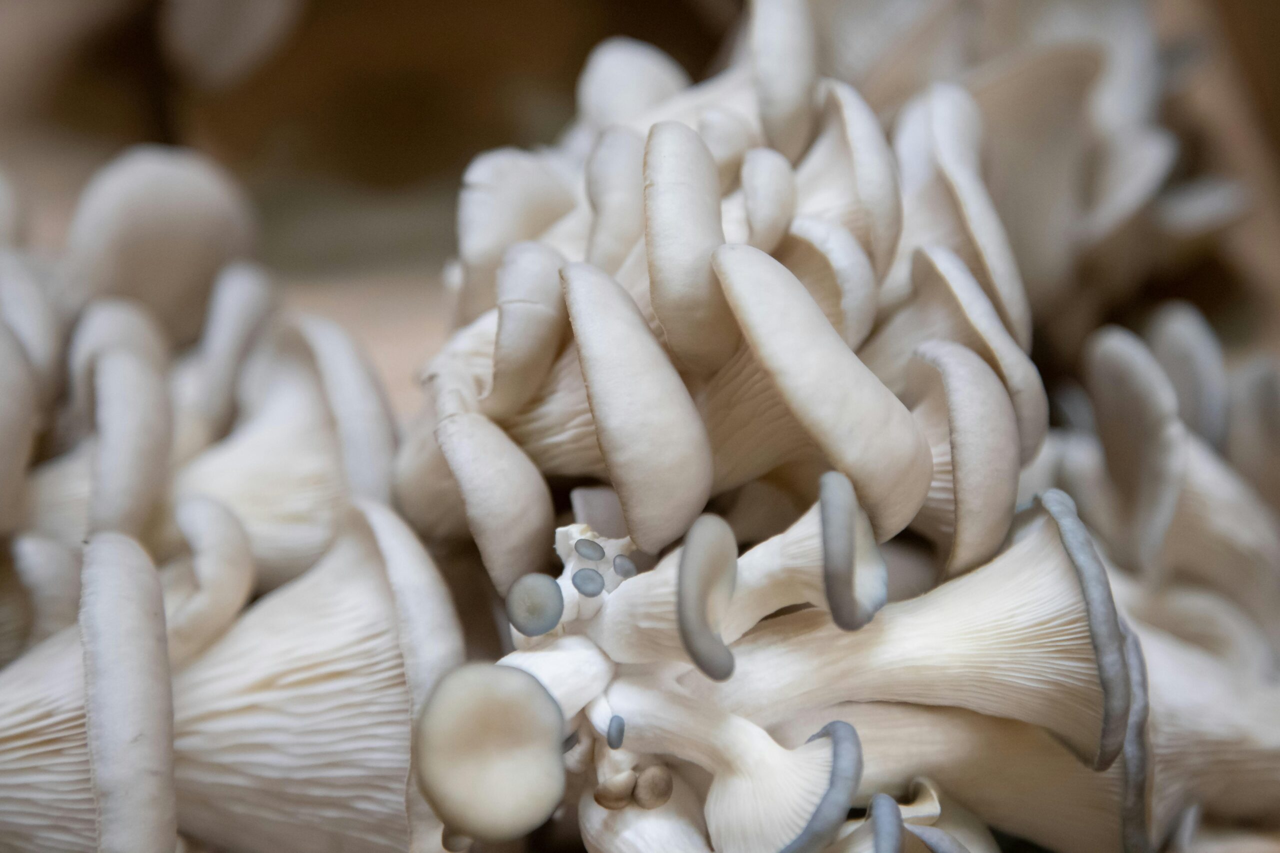 Detailed close-up of fresh oyster mushrooms with unique textures and colors.