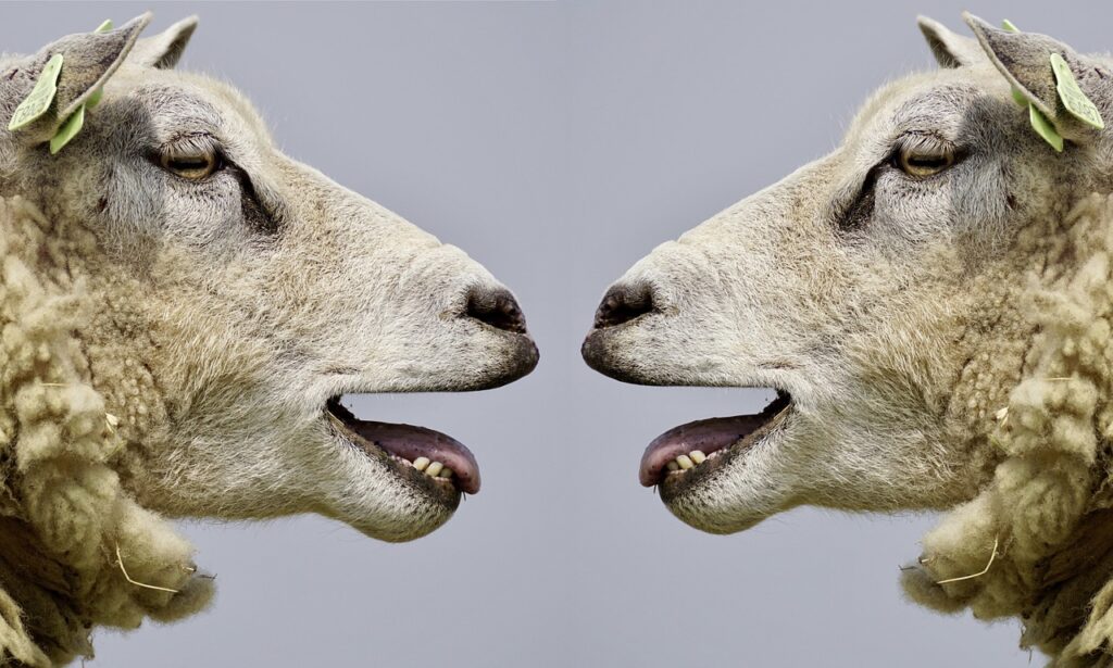 sheep, bleat, communication, communicate, to speak, talk, conversations, fun, naughty, animal, wool, nature, to quarrel, dispute, discussion, to discuss, sheep, sheep, sheep, communication, communication, communication, communication, communication, talk, talk, discussion
