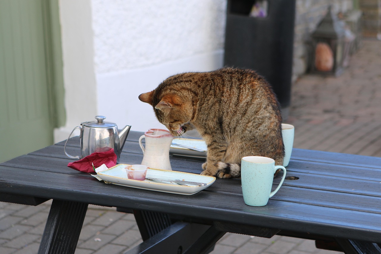 ireland, pet, cat, coffee, animal, tea, table