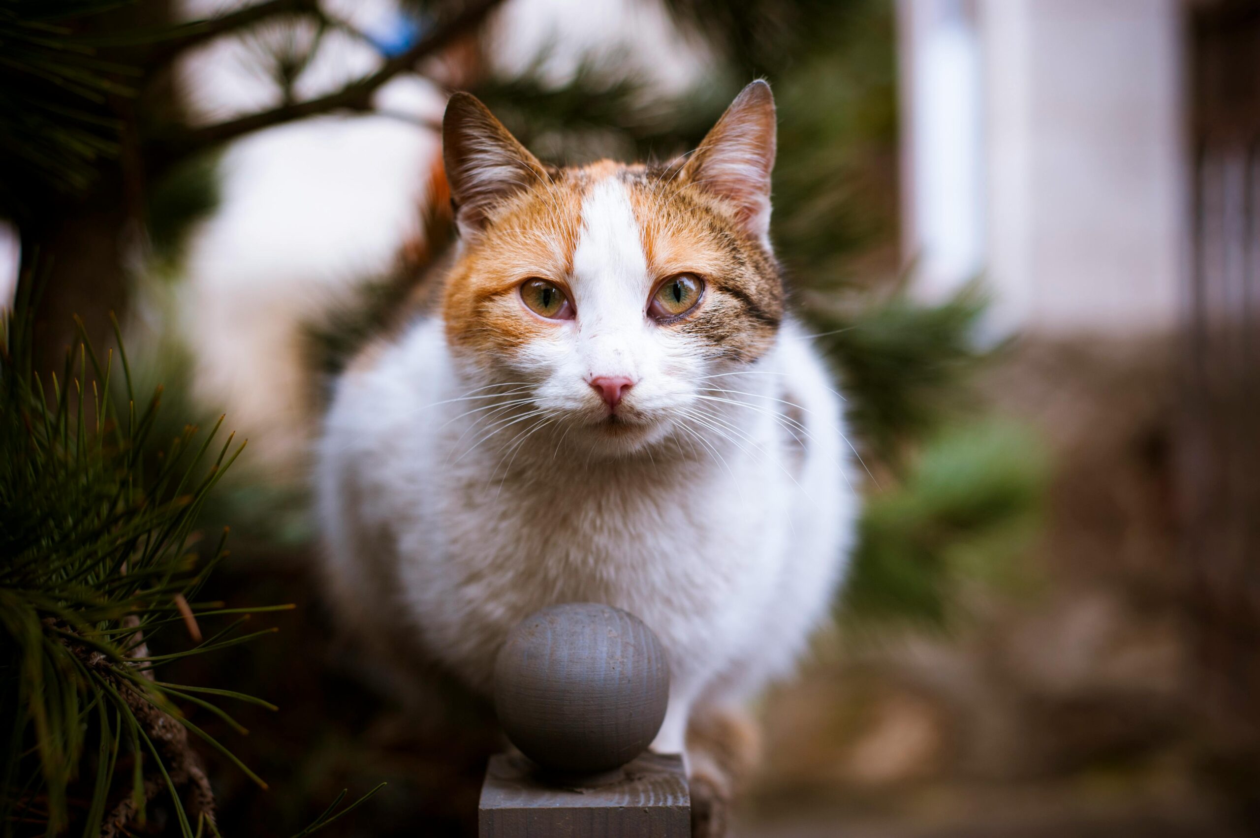 A close-up portrait of a calico cat with captivating eyes, captured outdoors.